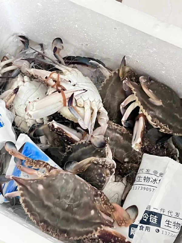 冷鏈運輸螃蟹能保存多少天(圖1)