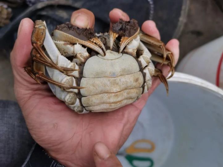 冷鏈運輸螃蟹時，如何防止螃蟹相互攻擊？(圖1)