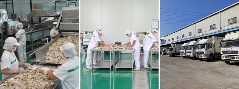 有機(jī)食用菌(圖3)